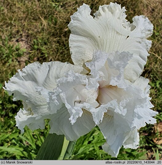 Iris hort. Biały Łabędź