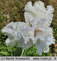 Iris hort. Biały Łabędź