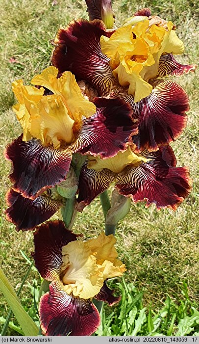 Iris hort. Beskidy