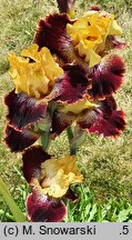 Iris hort. Beskidy