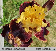 Iris hort. Beskidy
