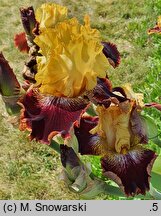 Iris hort. Beskidy
