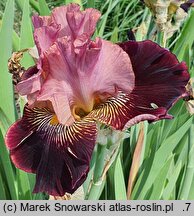 Iris hort. Arystokrata