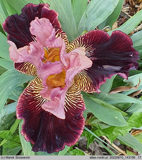 Iris hort. Arystokrata