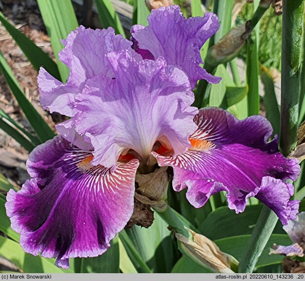 Iris hort. Amarantowy Elegant