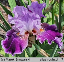 Iris hort. Amarantowy Elegant
