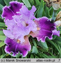 Iris hort. Amarantowy Elegant