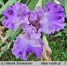 Iris hort. Akwarela