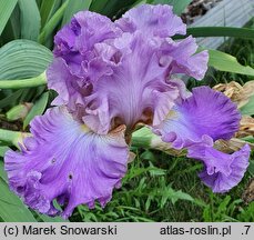 Iris hort. Akwarela