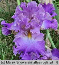 Iris hort. Akwarela