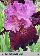 Iris hort. Mickiewicz