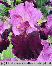 Iris hort. Mickiewicz