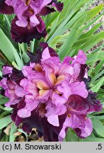 Iris hort. Mickiewicz