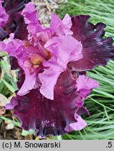 Iris hort. Mickiewicz