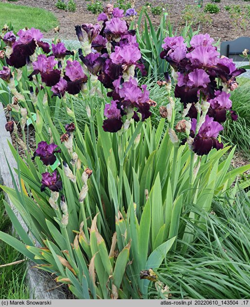 Iris hort. Mickiewicz