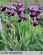 Iris hort. Mickiewicz