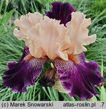 Iris hort. Krynica