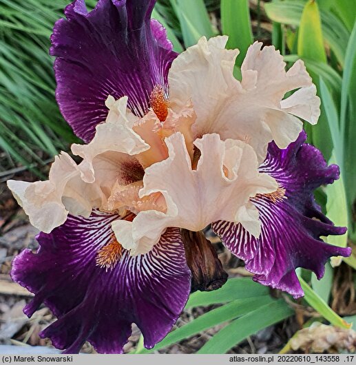 Iris hort. Krynica