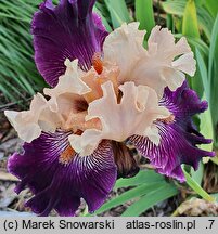 Iris hort. Krynica