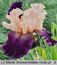 Iris hort. Krynica