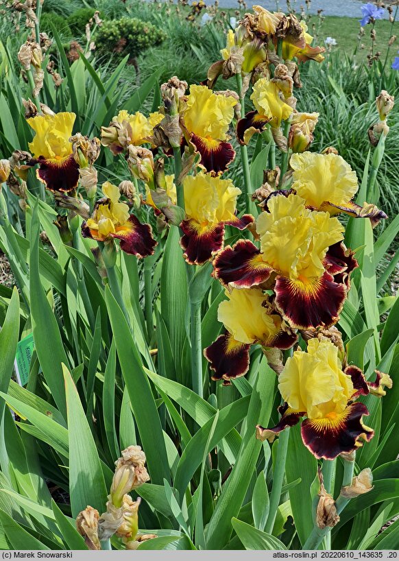 Iris hort. Kazimierz