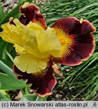 Iris hort. Kazimierz