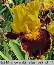 Iris hort. Kazimierz
