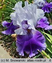 Iris hort. Giewont