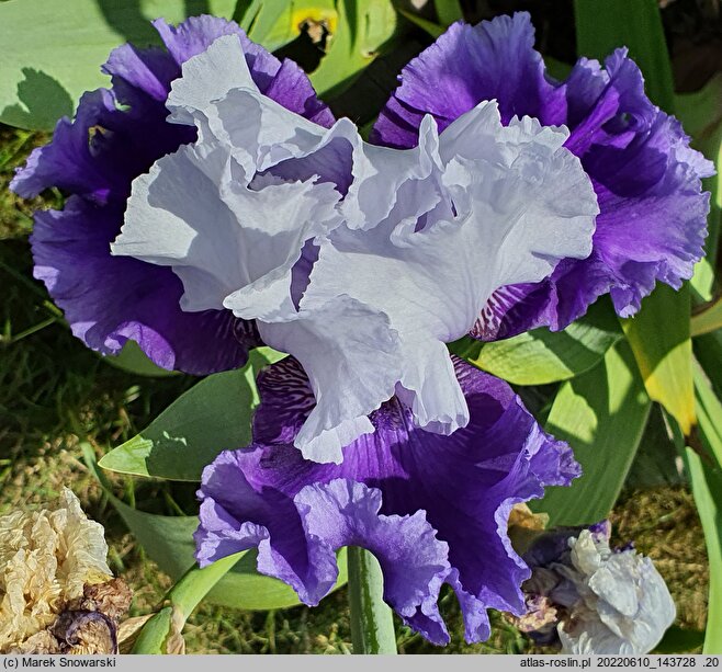 Iris hort. Giewont