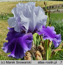 Iris hort. Giewont