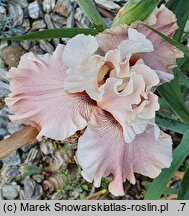 Iris hort. Pearl Powder