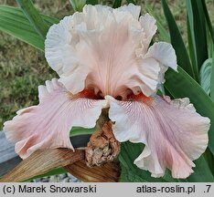 Iris hort. Pearl Powder