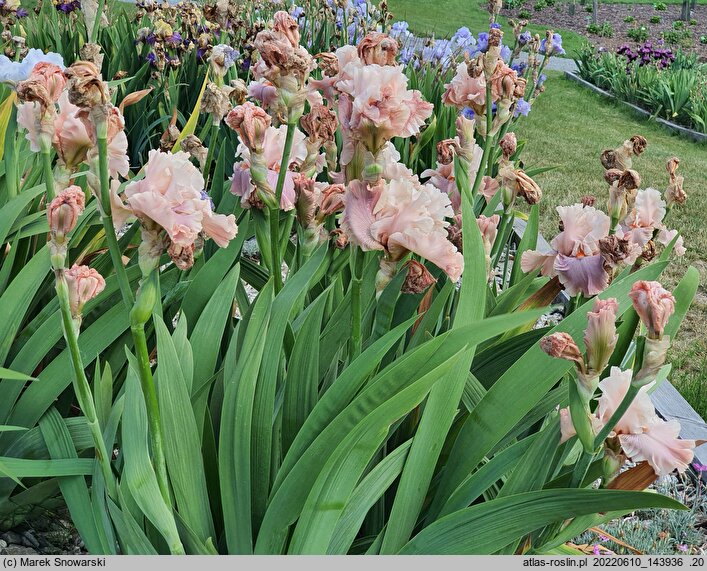 Iris hort. Pearl Powder