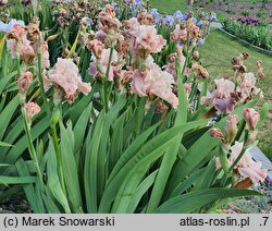Iris hort. Pearl Powder