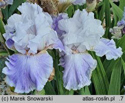Iris hort. Crystal Creek