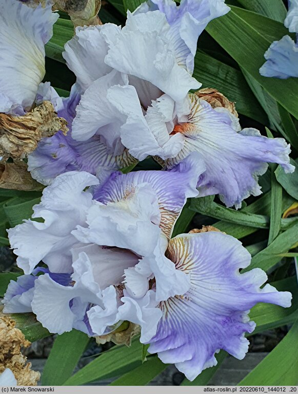 Iris hort. Crystal Creek