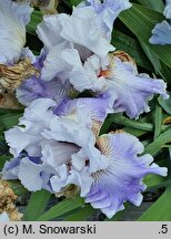 Iris hort. Crystal Creek