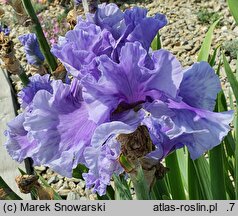 Iris hort. Intermarium