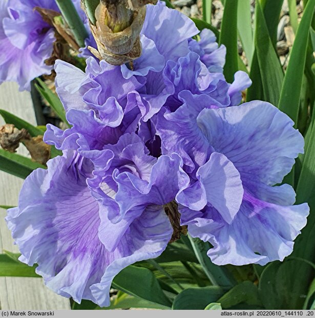 Iris hort. Intermarium