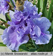 Iris hort. Intermarium