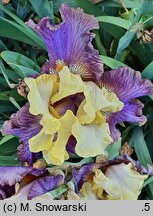 Iris hort. Queen Jadwiga