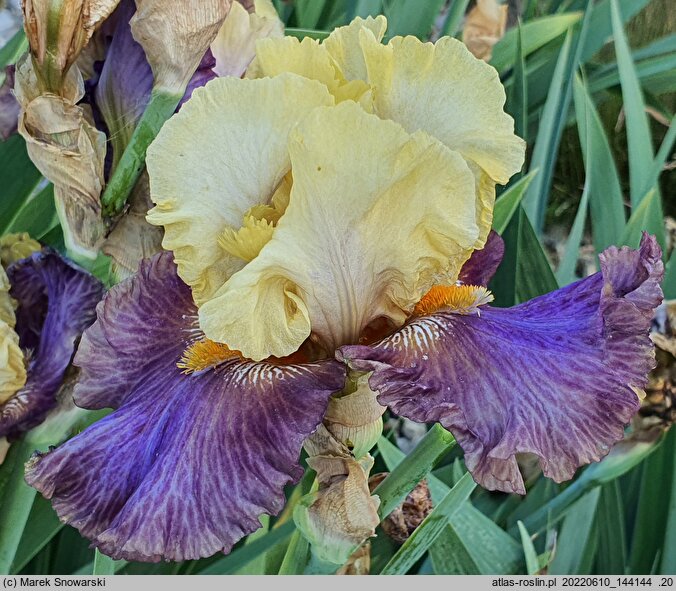 Iris hort. Queen Jadwiga