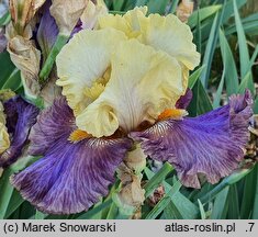 Iris hort. Queen Jadwiga