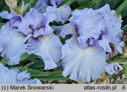 Iris hort. Larimar