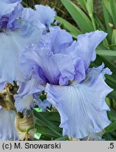 Iris hort. Larimar