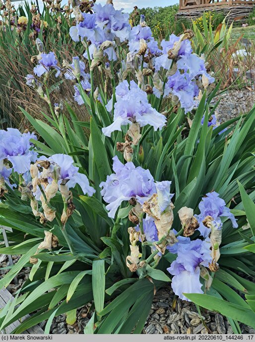 Iris hort. Larimar