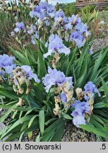 Iris hort. Larimar