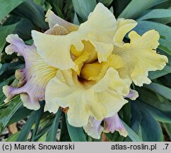 Iris hort. Bowl of Custard