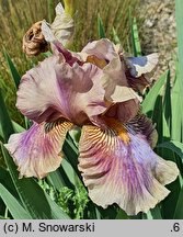 Iris hort. Etsitu