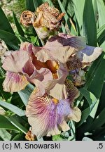 Iris hort. Etsitu